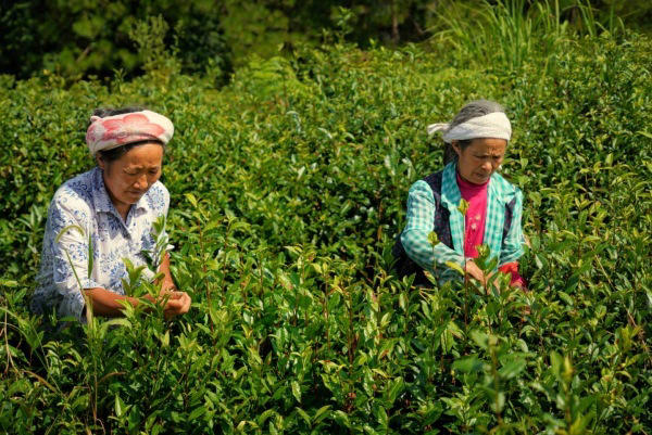 巫溪老鹰茶采摘。主办方供图