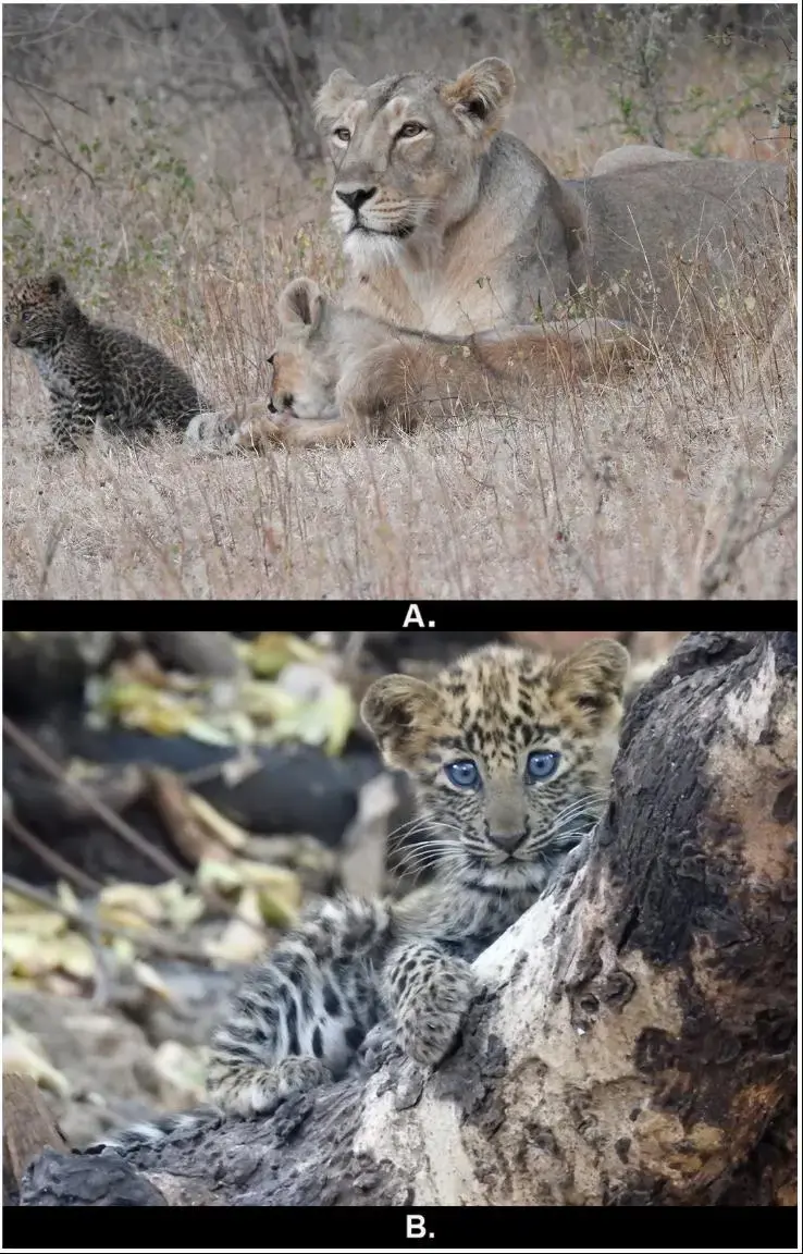 美国加州一只美洲狮收养了橘猫？真的假的？母狮倒是曾收养过花豹