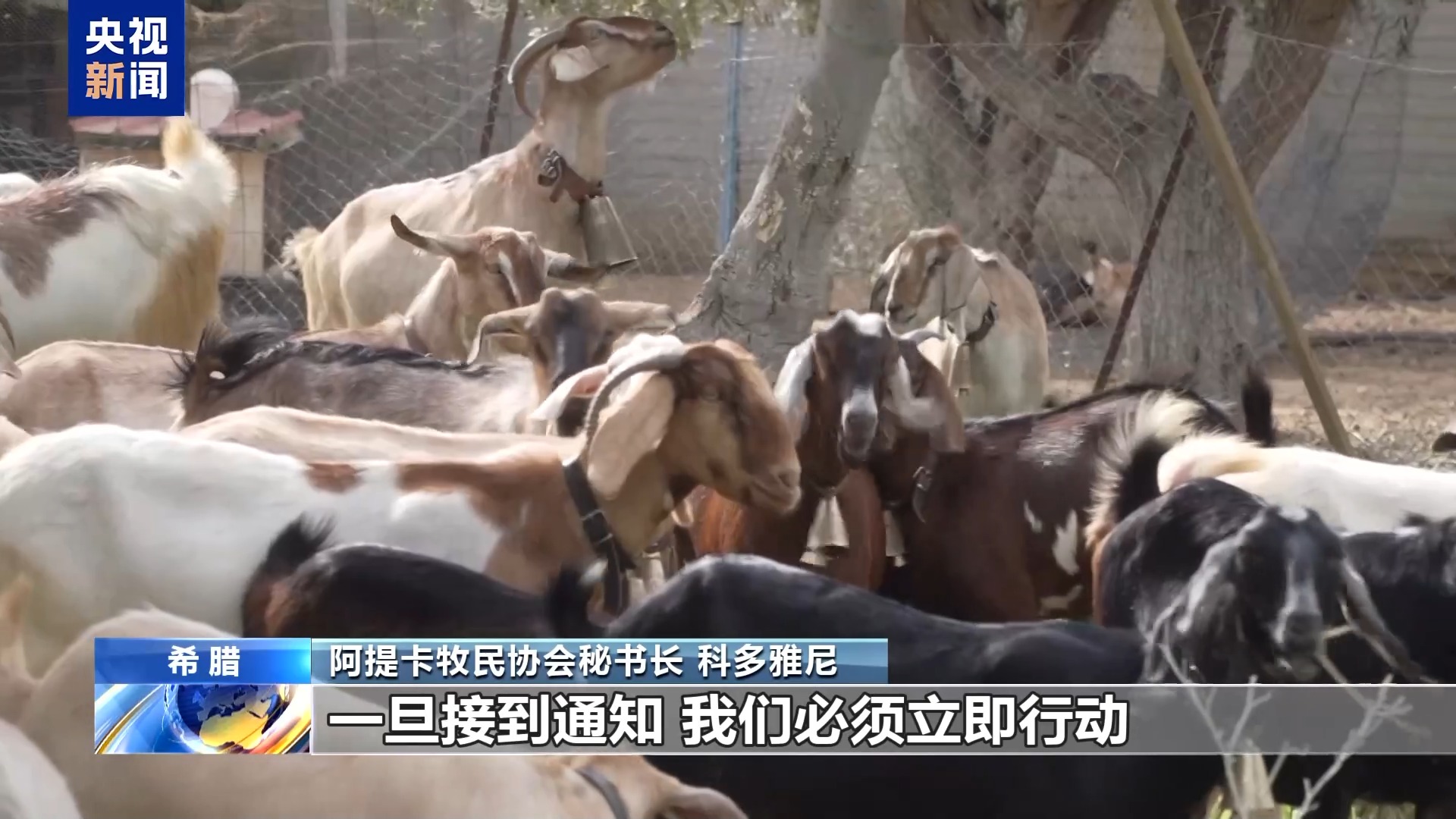羊痘疫情加剧 希腊畜牧业损失惨重