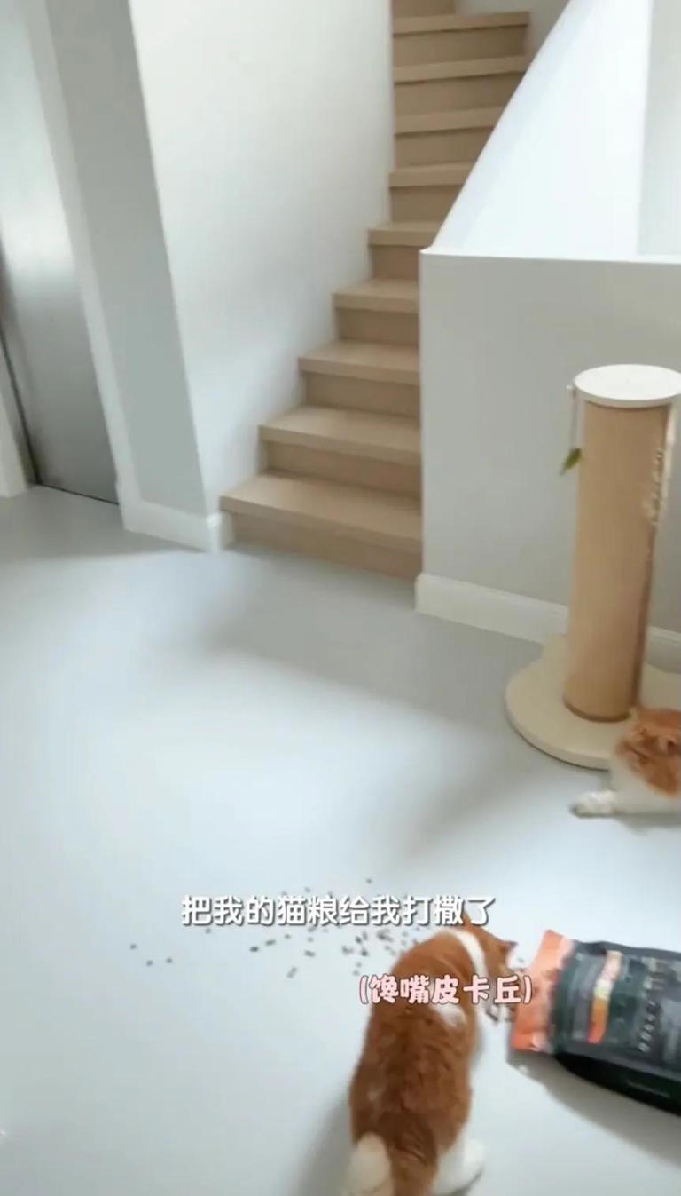 阚清子晒婚后豪宅，家里有电梯，爱马仕盒子摆一墙，给猫用LV手袋
