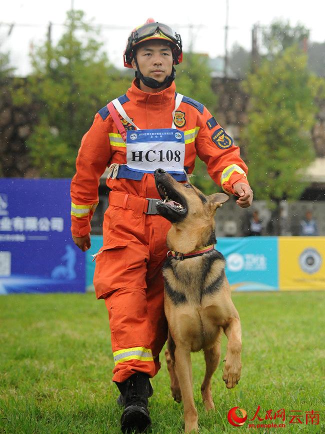 148头昆明犬同台竞技 争做“最强汪星人”