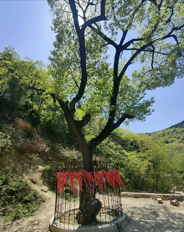 济南千年降龙木：树高17米直径约1米，夏天在树下乘凉没有蚊虫叮咬