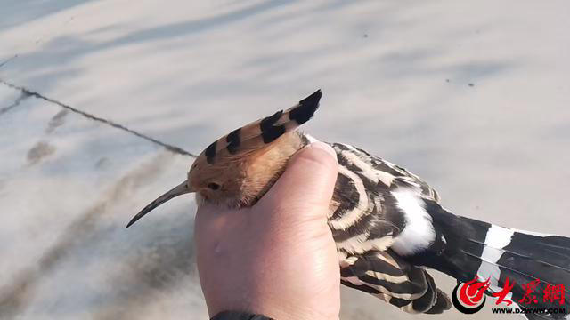 菏泽环卫工暖心救助国家二级保护动物戴胜，平凡岗位传递生态温情