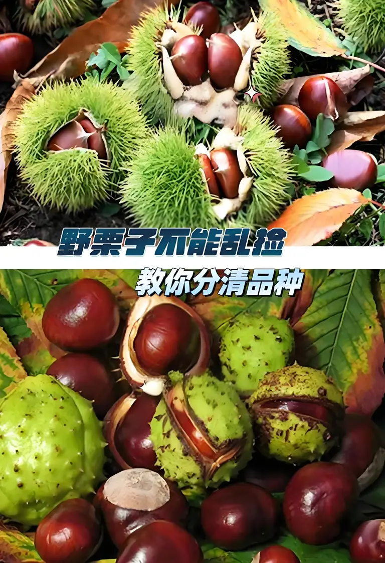 欧洲满大街掉“板栗”，千万别捡别吃！长得像板栗的马栗有多毒？