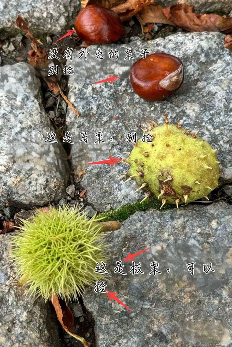 欧洲满大街掉“板栗”，千万别捡别吃！长得像板栗的马栗有多毒？