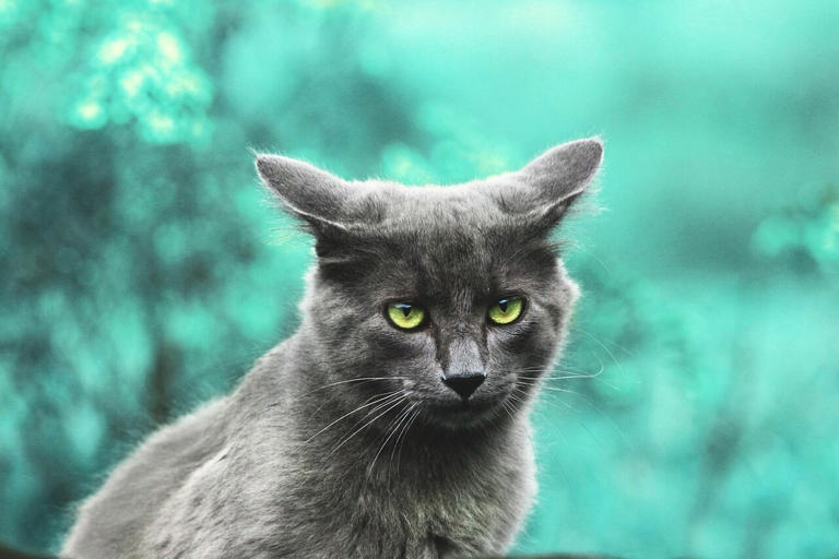 OpenAI的新浏览器实测被吐槽疯了？走“乔布斯风”、挖谷歌骨干，奥特曼就“复制”出个ChatGPT版Chrome？