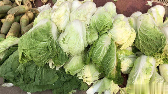终于懂了！绿叶白菜和黄叶白菜区别大，别再买错