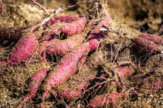 秋分红薯管理“三部曲”：前期控旺、中期保叶、后期催薯！