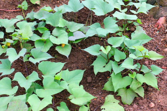 秋分红薯管理“三部曲”：前期控旺、中期保叶、后期催薯！