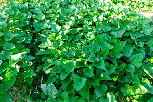 秋分红薯管理“三部曲”：前期控旺、中期保叶、后期催薯！