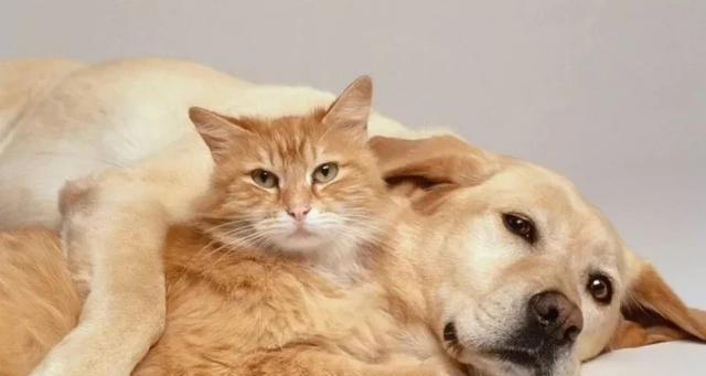 猫和狗哪个比较好养？