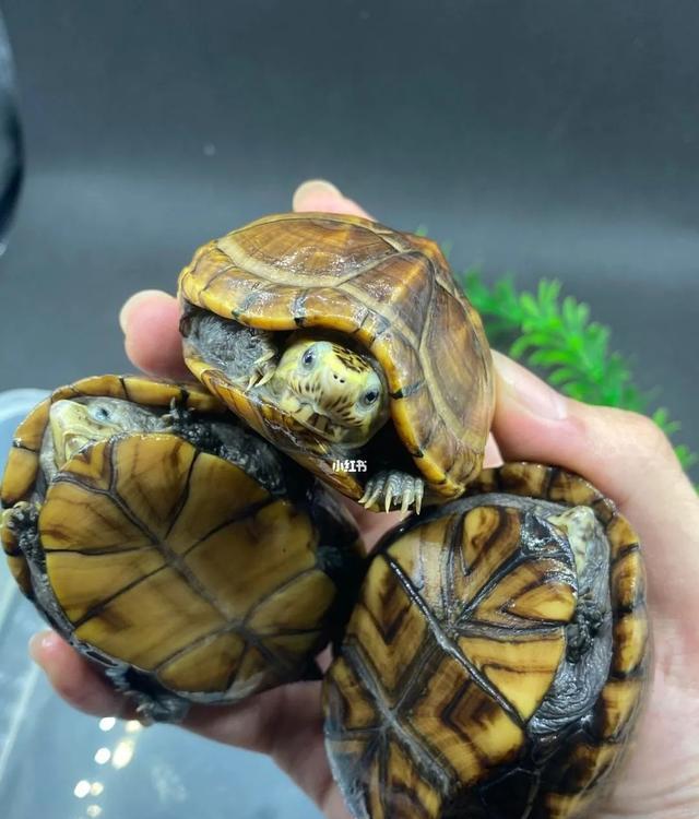 根本忍不住！这些品种的龟一旦饲养过，就停不下来了