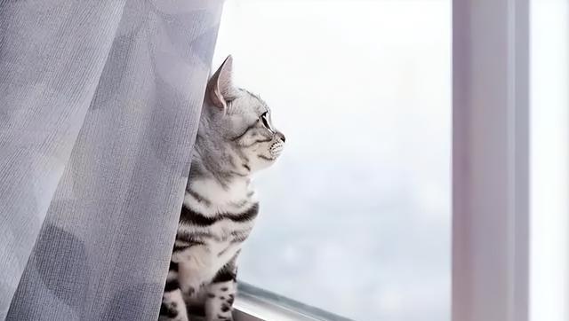 养猫后，会有这10个“神奇现象”出现，很多人都有，你中了几条？