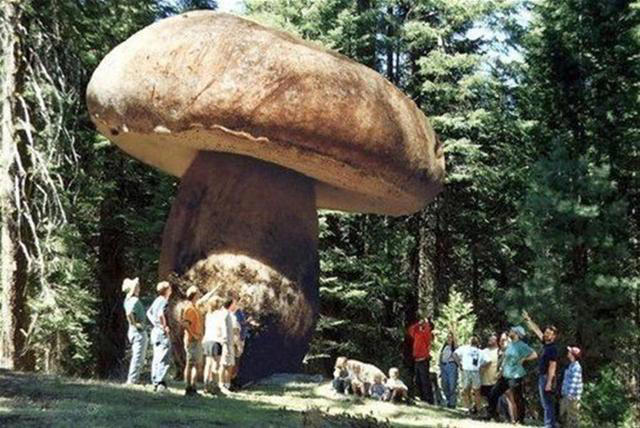 深海中有可能存在比鲸鱼更大的超巨型生物吗？