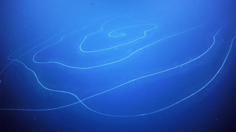 深海中有可能存在比鲸鱼更大的超巨型生物吗？