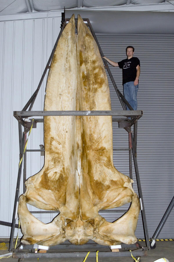 深海中有可能存在比鲸鱼更大的超巨型生物吗？