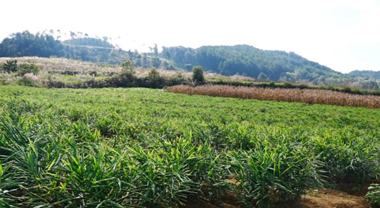 西秀区杨武乡科技赋能小黄姜产业增产增收。