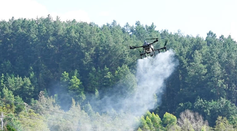西秀区杨武乡科技赋能小黄姜产业增产增收。