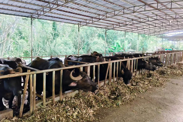 “合作社＋散户”抱团养牛 奶水牛产业再添活力