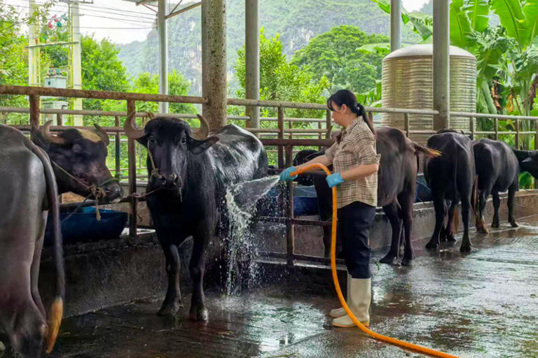 “合作社＋散户”抱团养牛 奶水牛产业再添活力