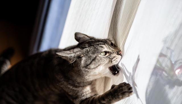 猫咪“扑腾扑腾”：是活泼天性还是生病信号？