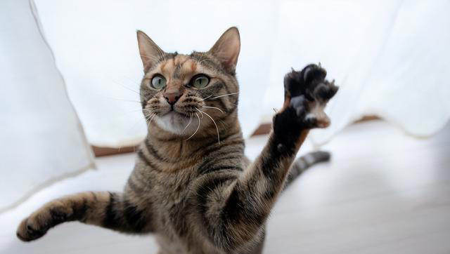 猫咪“扑腾扑腾”：是活泼天性还是生病信号？