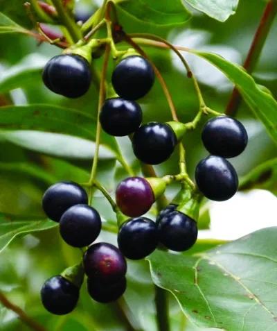 夏储冬用、秋储夏用，反季节奇效饵料助你野钓出奇制胜