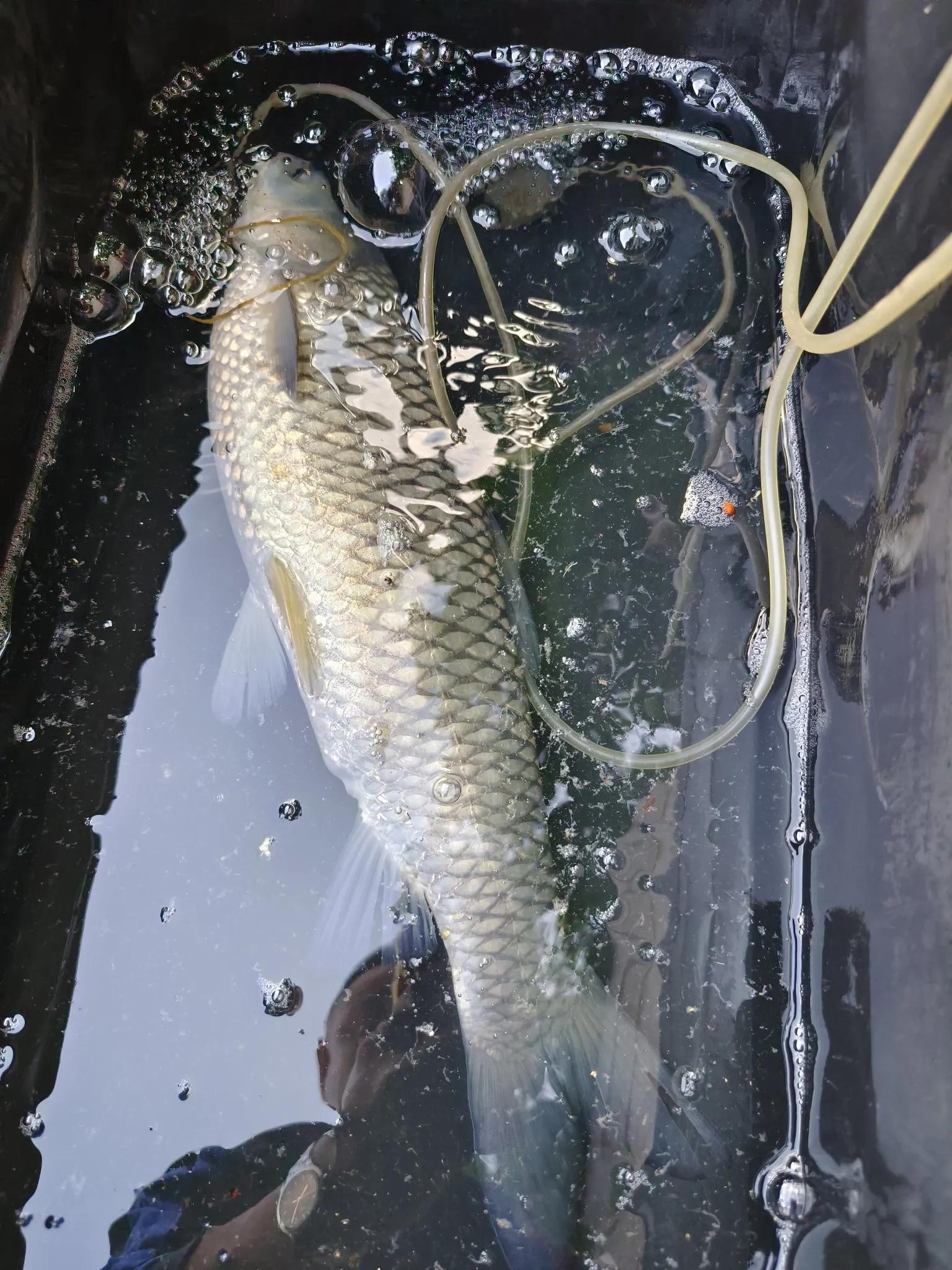 鱼的离岸与靠边底层逻辑分析，让野钓更有针对性应对自如