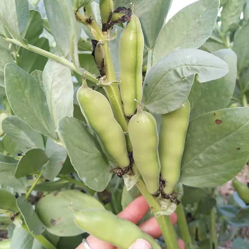 夏储冬用、秋储夏用，反季节奇效饵料助你野钓出奇制胜