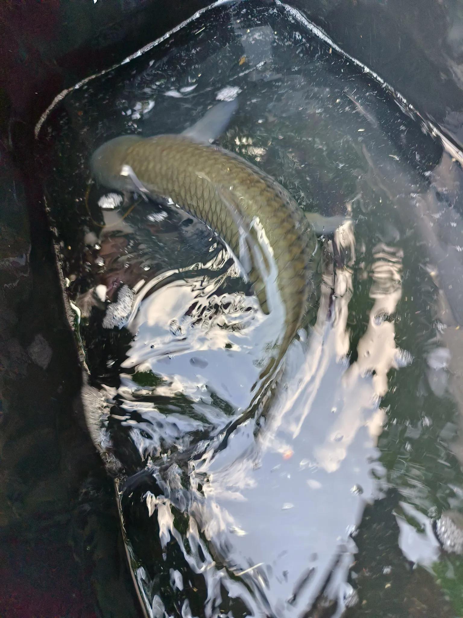 鱼的离岸与靠边底层逻辑分析，让野钓更有针对性应对自如