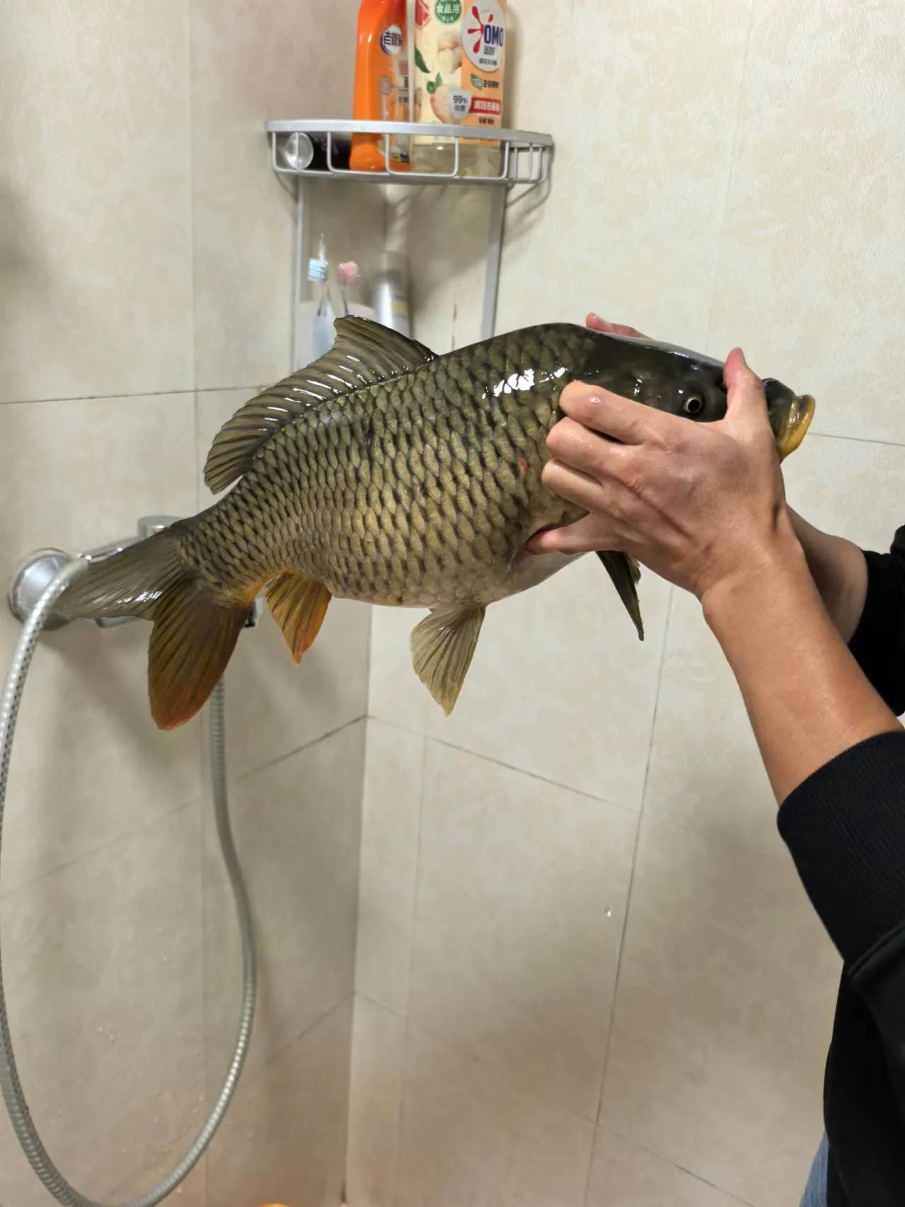 鱼的离岸与靠边底层逻辑分析，让野钓更有针对性应对自如