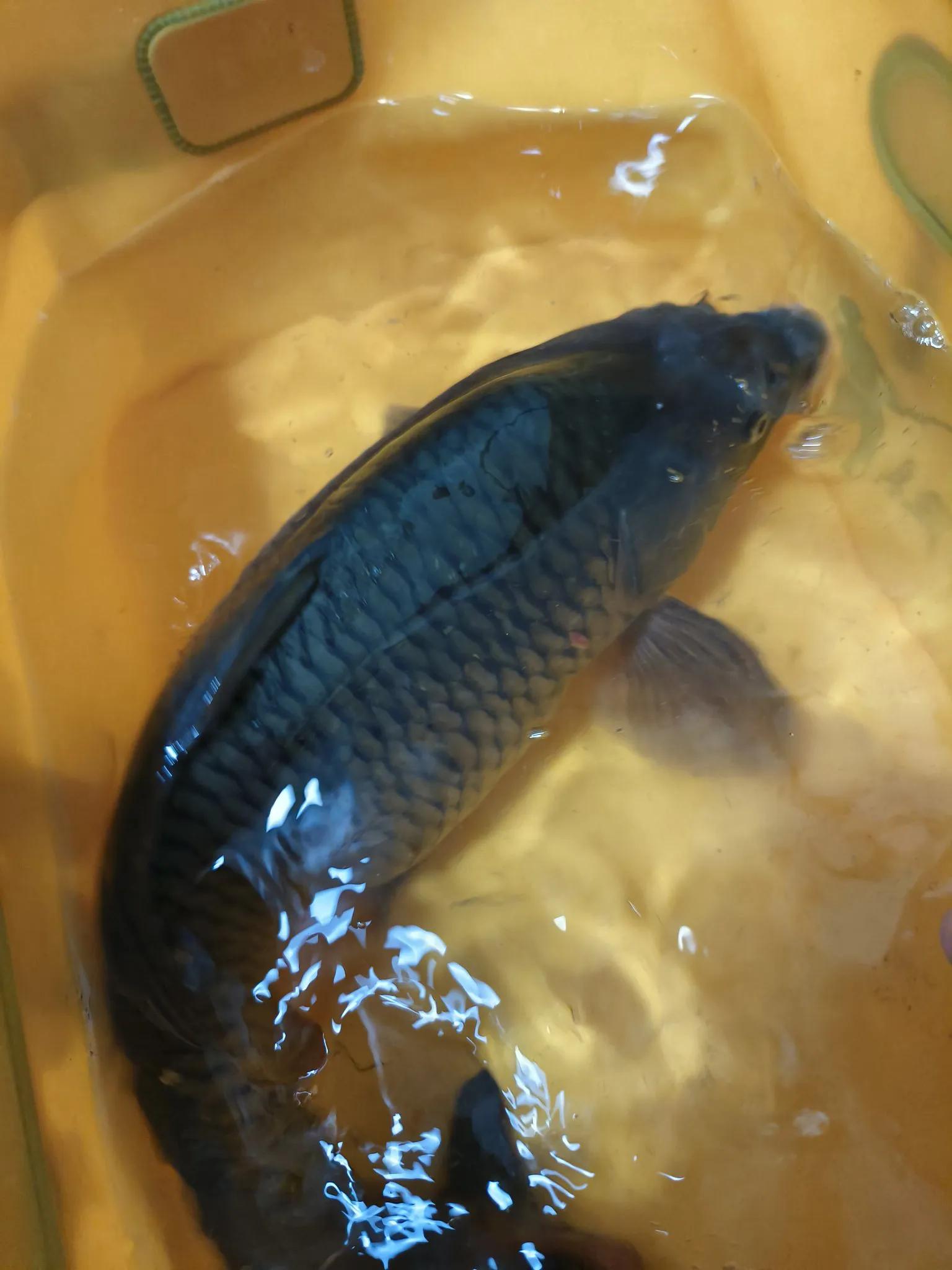 鱼的离岸与靠边底层逻辑分析，让野钓更有针对性应对自如