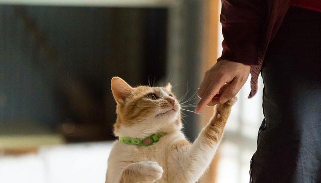 猫的“手部动作”大揭秘：吸引爱猫人士的五大可爱动作！