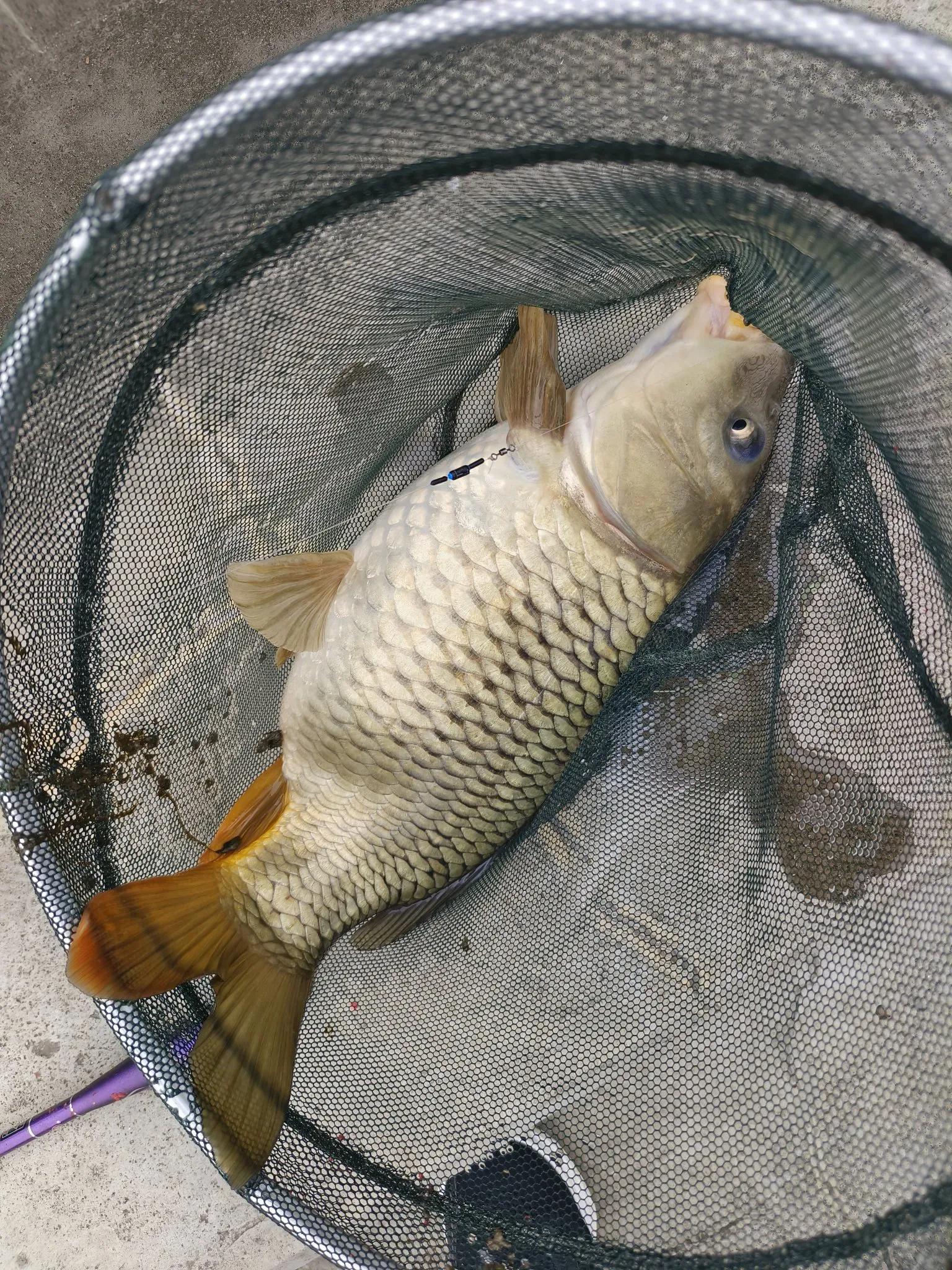 鱼的离岸与靠边底层逻辑分析，让野钓更有针对性应对自如