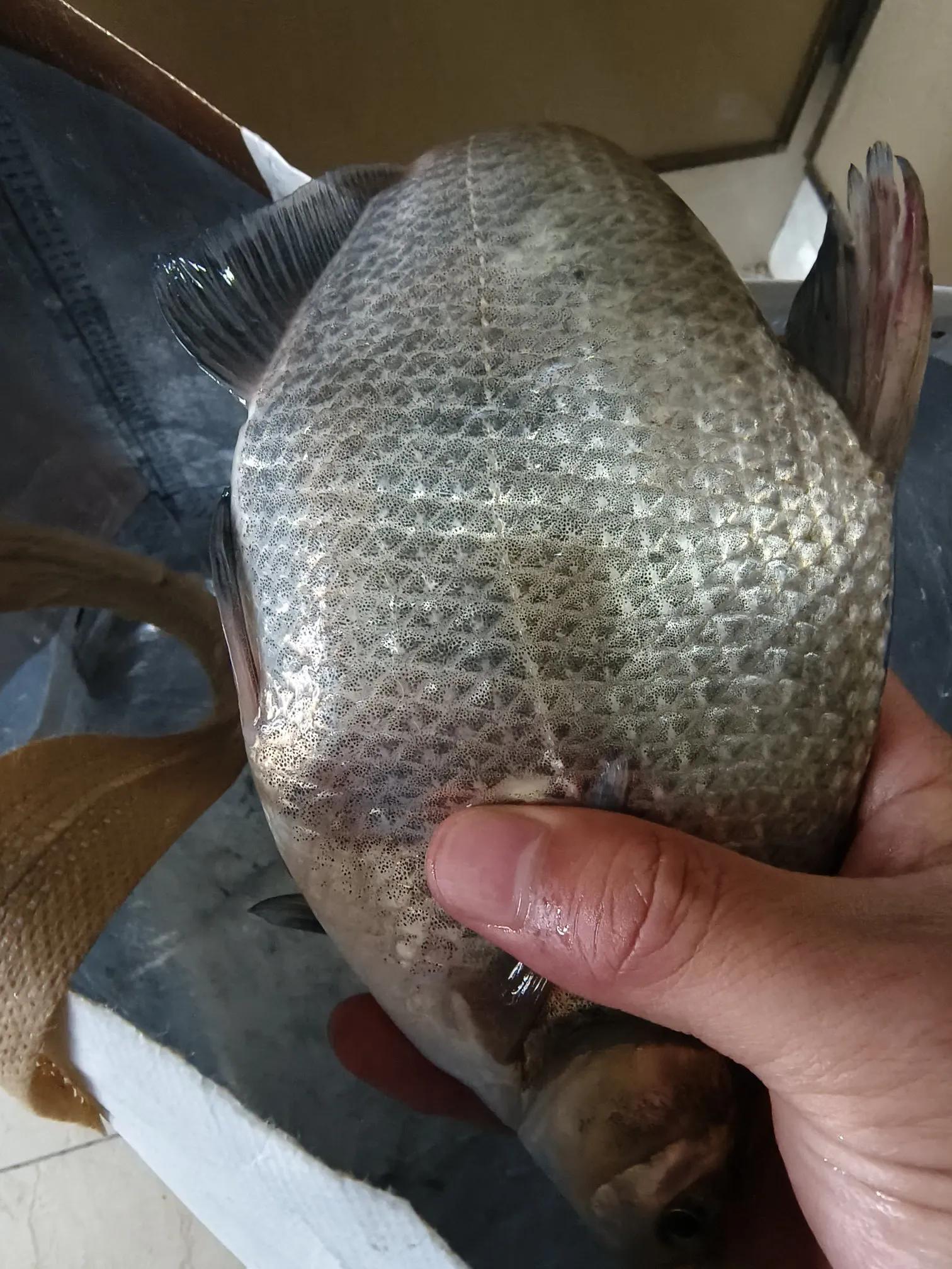 夏储冬用、秋储夏用，反季节奇效饵料助你野钓出奇制胜