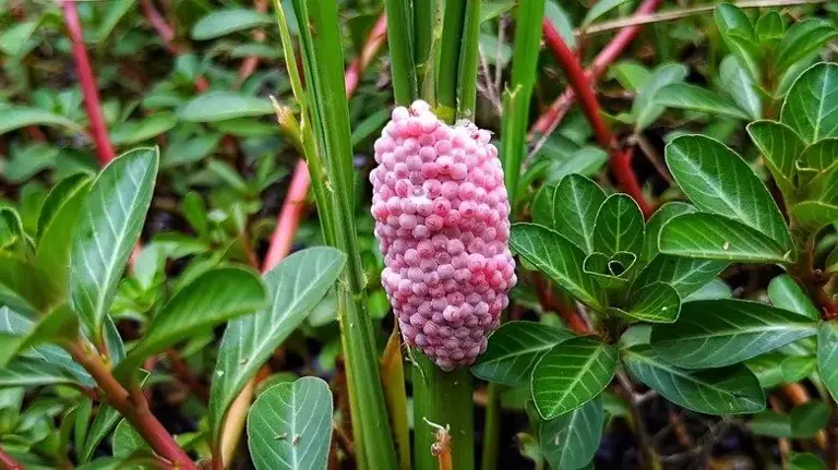 苹果螺卵需及时销毁：携带寄生虫，500颗卵两周孵化威胁生态