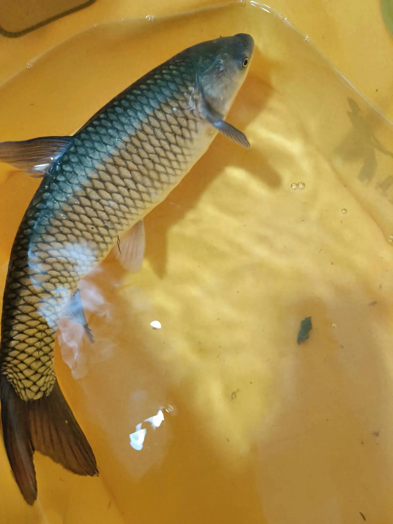 夏储冬用、秋储夏用，反季节奇效饵料助你野钓出奇制胜