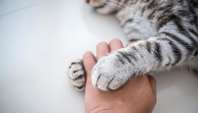 猫的“手部动作”大揭秘：吸引爱猫人士的五大可爱动作！