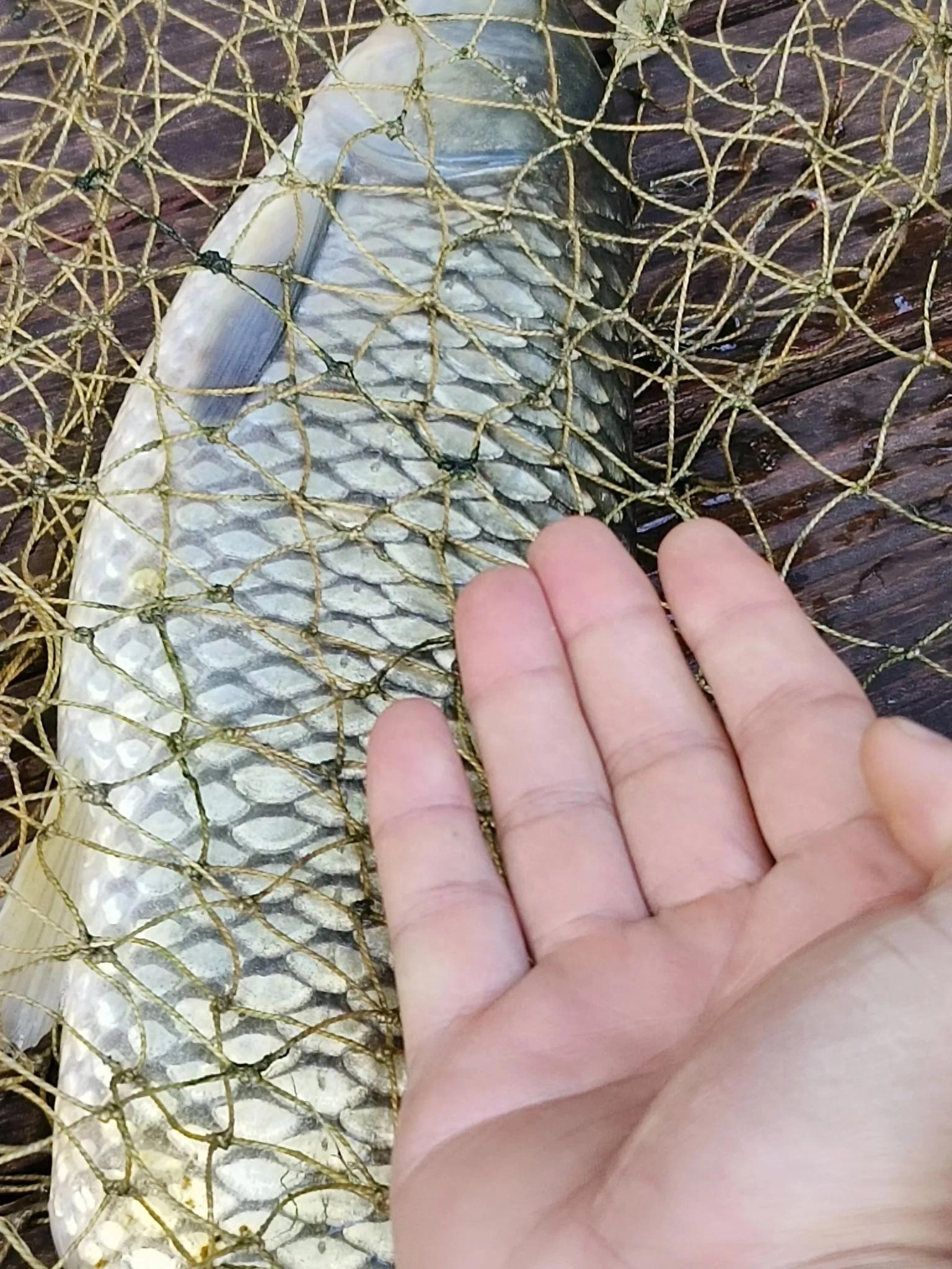 鱼的离岸与靠边底层逻辑分析，让野钓更有针对性应对自如