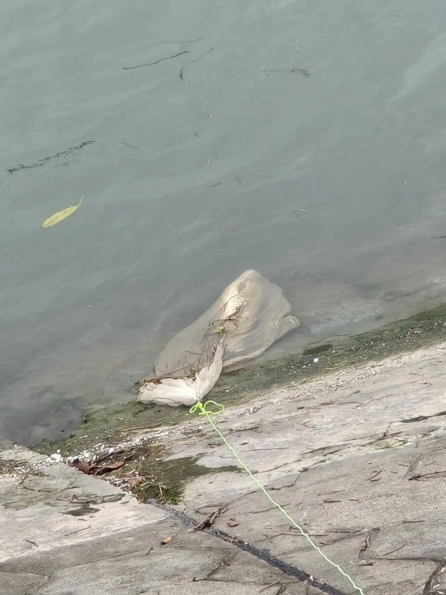 鱼的离岸与靠边底层逻辑分析，让野钓更有针对性应对自如