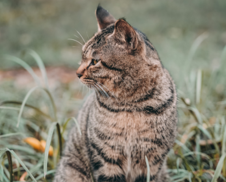 领略中国本土猫界的神秘与独特
