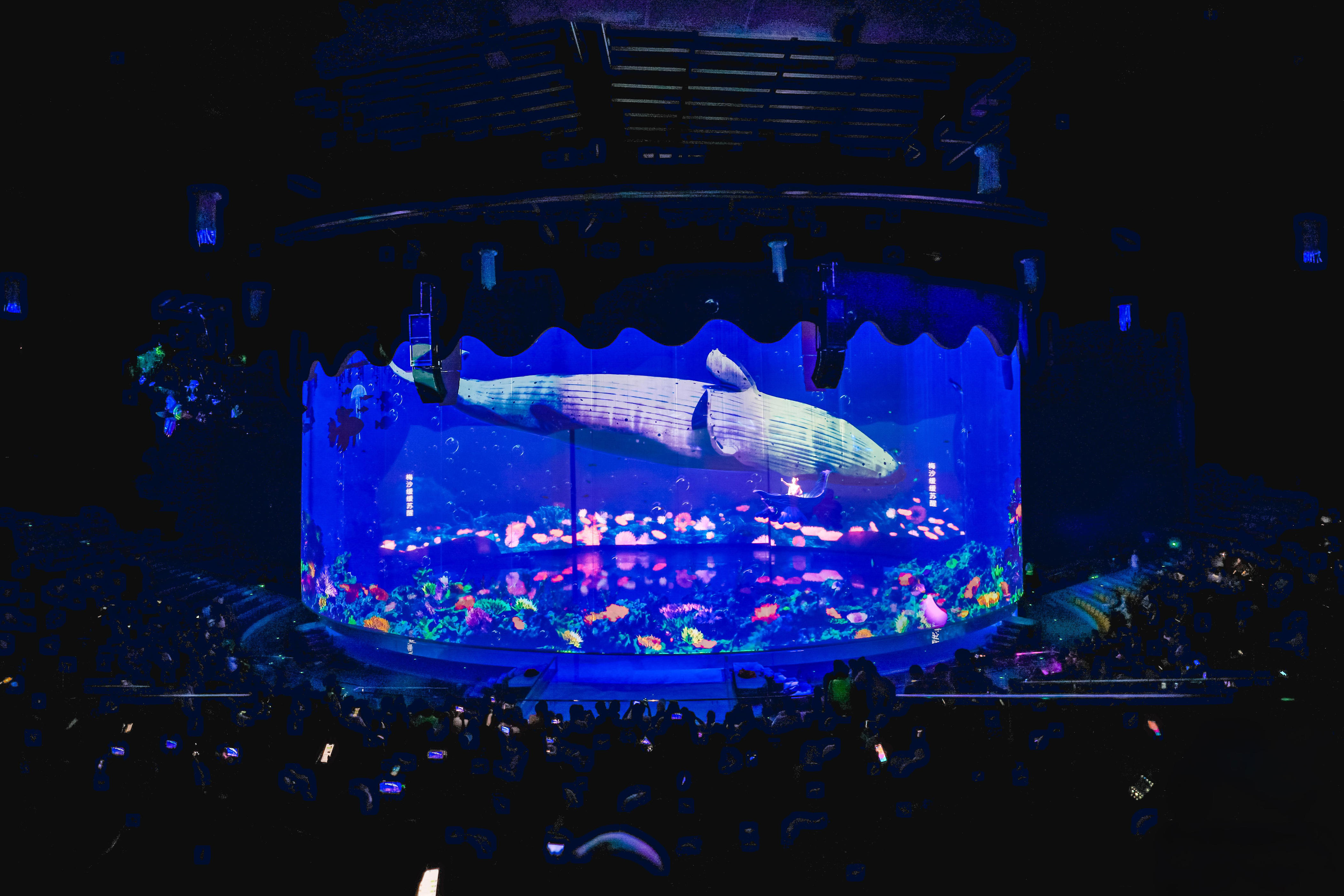 深圳小梅沙海洋世界明年将壮大“海洋动物明星家族”