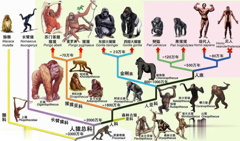 地球现“第二人类文明”？巴拿马猴用石器，科学界困扰不已