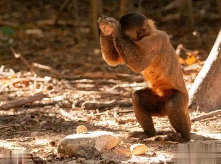 地球现“第二人类文明”？巴拿马猴用石器，科学界困扰不已