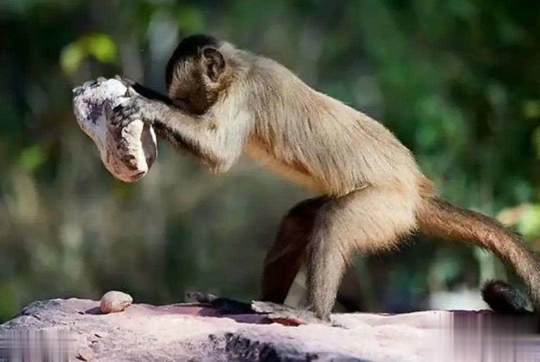 地球现“第二人类文明”？巴拿马猴用石器，科学界困扰不已