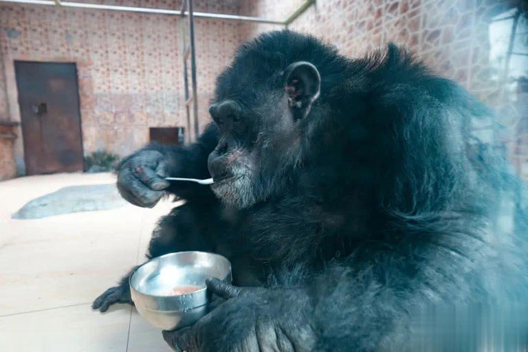 地球现“第二人类文明”？巴拿马猴用石器，科学界困扰不已