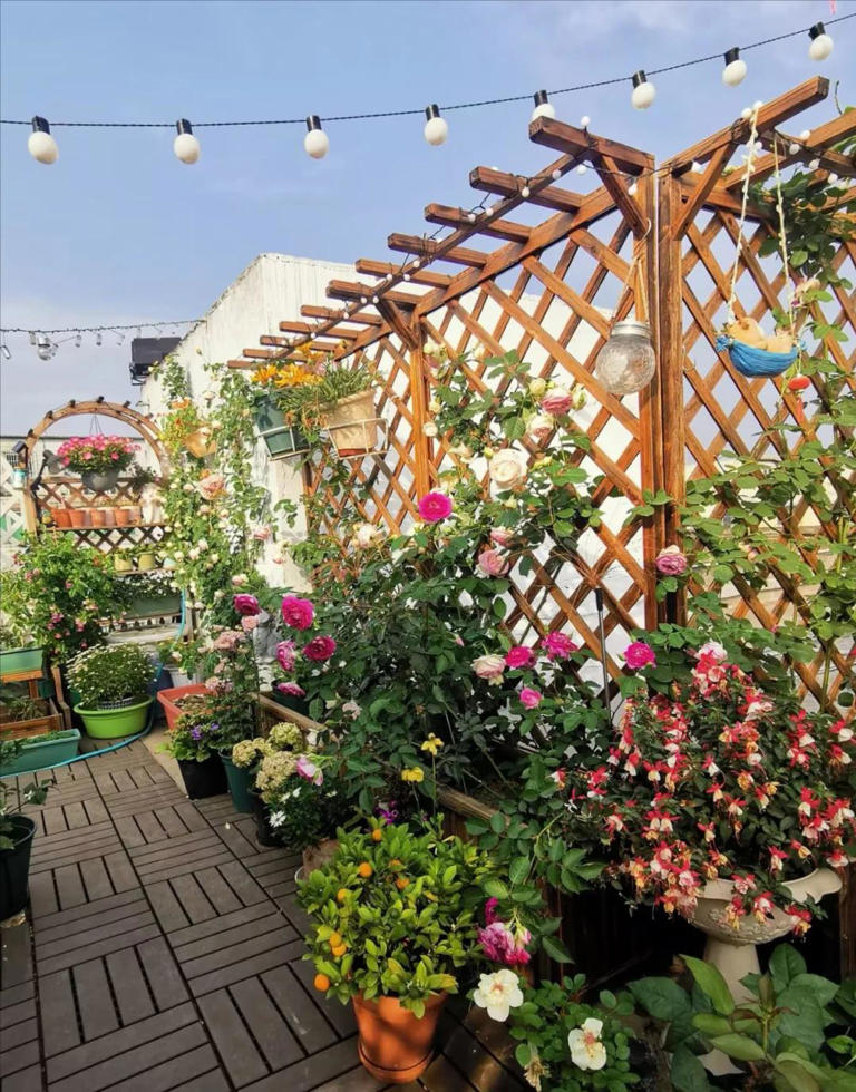 53岁杨钰莹晒出独居生活：一个人，养花种菜，与狗相伴，好自在！