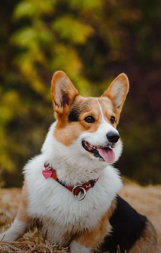 养狗人士要知道，熊孩子熊家长都有人讨厌，何况毛孩子