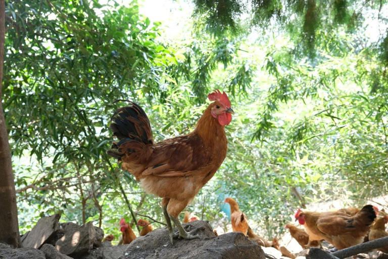 枣庄孙枝鸡合作示范养殖场里农户养殖的孙枝鸡