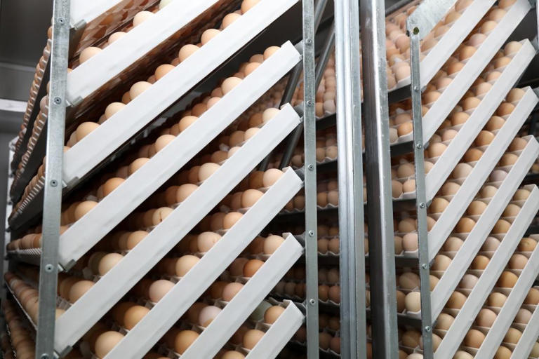 鸡蛋在孵化箱孵化